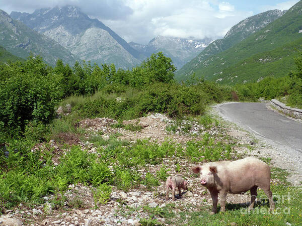 Theth Art Print featuring the photograph Pigs by the road to Theth - Albania by Phil Banks