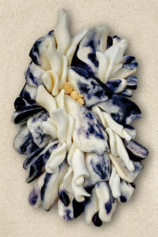 Shells Art Print featuring the photograph California Opus 14 by Carol Zee