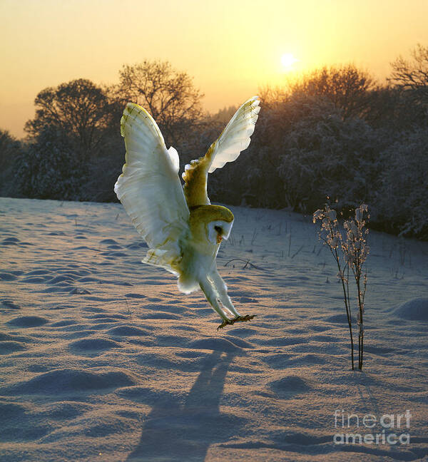 Barn owl in snowy sunset by Warren Photographic