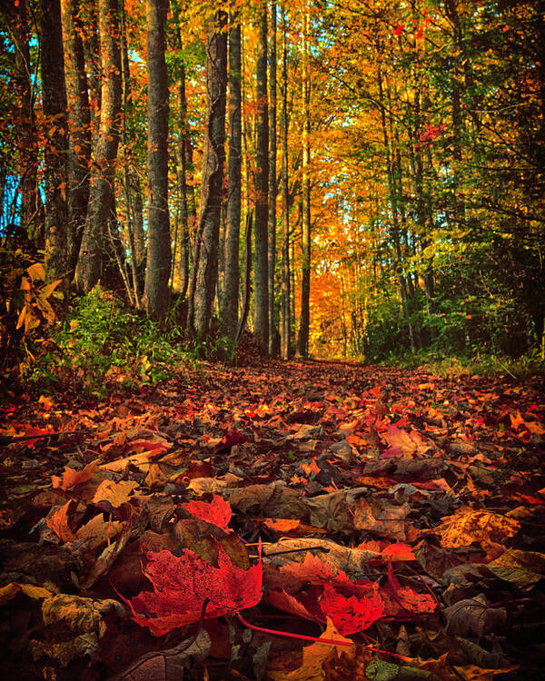 Autumn Art Print featuring the photograph Autumn's Walkway by Kevin Senter