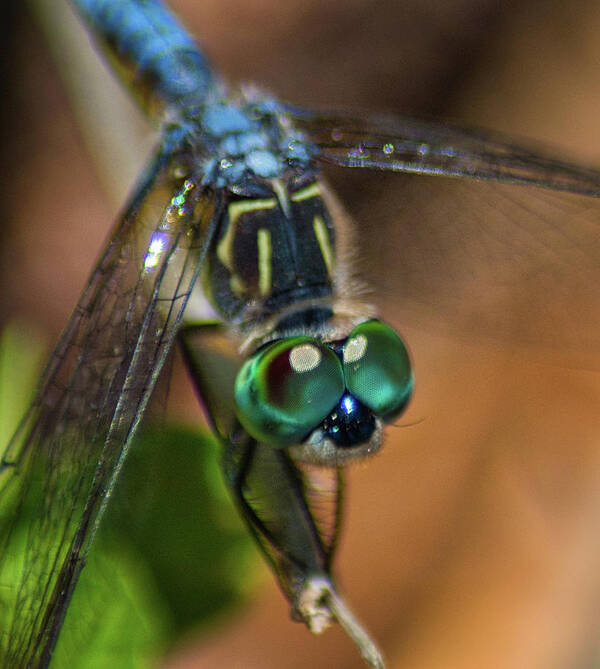 Insect Art Print featuring the photograph Dragonfly Macro Photo by Portia Olaughlin