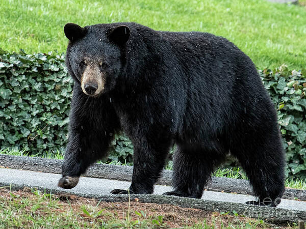 Bear In Tree Art Print featuring the photograph Black Bear in North Asheville by David Oppenheimer