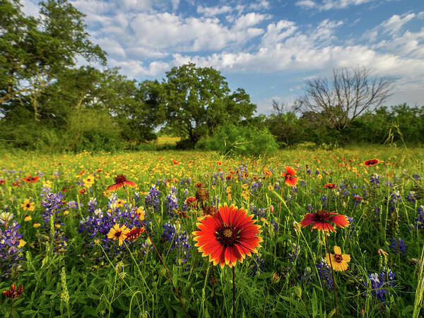 Texas Wildflowers Art Print featuring the photograph Fire Wheel by Johnny Boyd