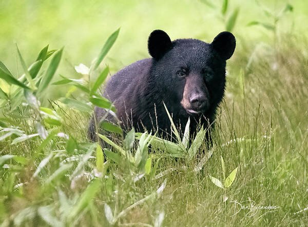 Bear Art Print featuring the photograph Curious Yearling #2470 by Dan Beauvais