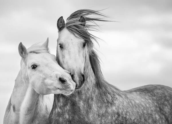 Horse Art Print featuring the photograph Best Friends I by Tim Booth