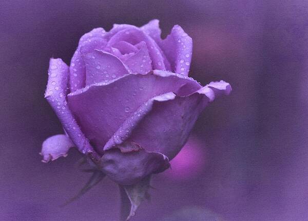 Purple Rose Art Print featuring the photograph Lila Rose by Richard Cummings