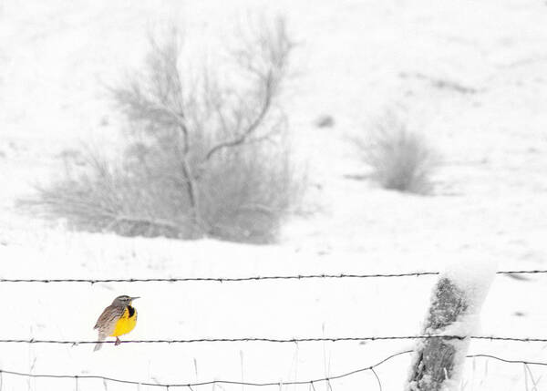 Western Meadowlark Art Print featuring the photograph Winters Color by Al Swasey