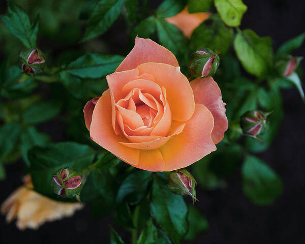 Rose Art Print featuring the photograph Rose by Lawrence Knutsson
