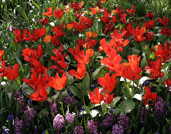 Tulips Art Print featuring the digital art Spring colors by John Freidenberg