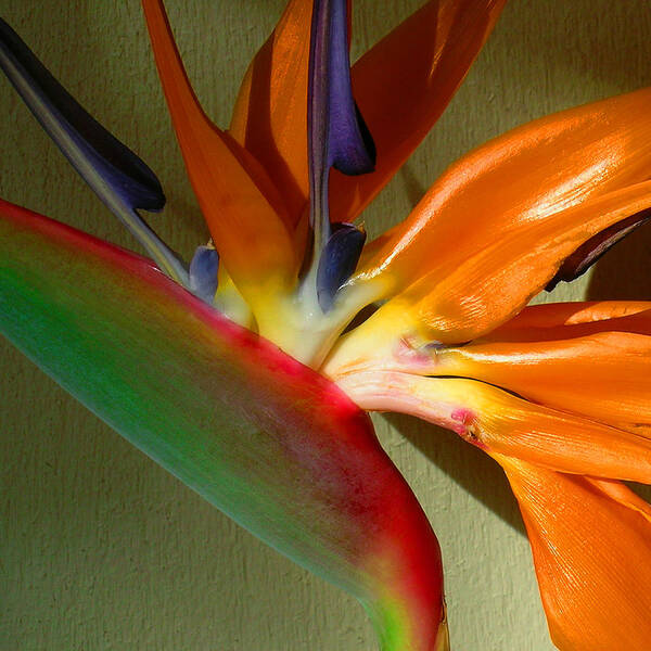 Bird Of Paradise Art Print featuring the photograph Paradise Morning by James Temple