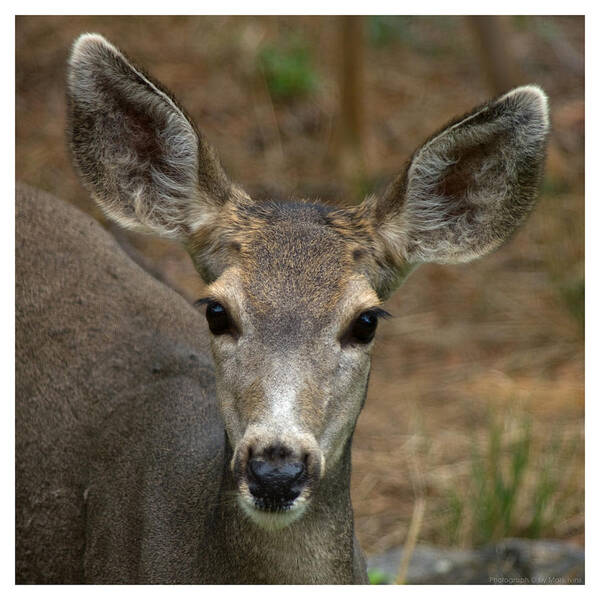 Mule Deer Art Print featuring the photograph Ears Up by Mark Ivins