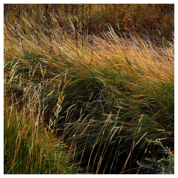 Grass Art Print featuring the photograph Rainbow of Grass by Mark Ivins