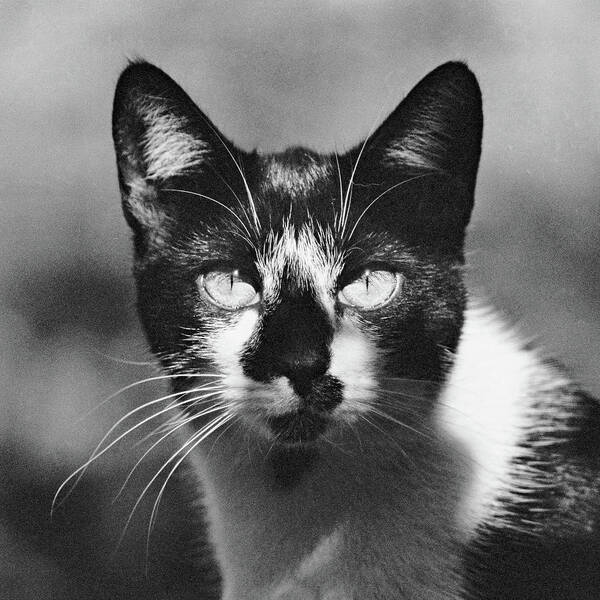 Cat Art Print featuring the photograph Black and white cat close up by Vlad Baciu