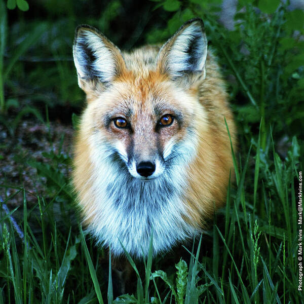Fox Art Print featuring the photograph Red Fox by Mark Ivins