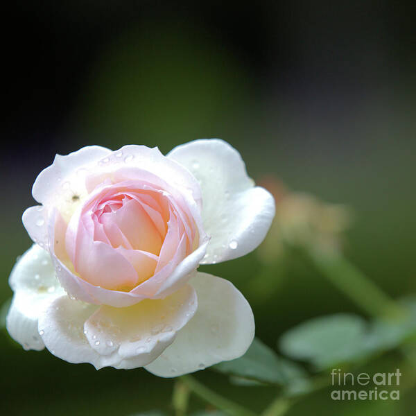 Rose Art Print featuring the photograph White rose by Agnes Caruso