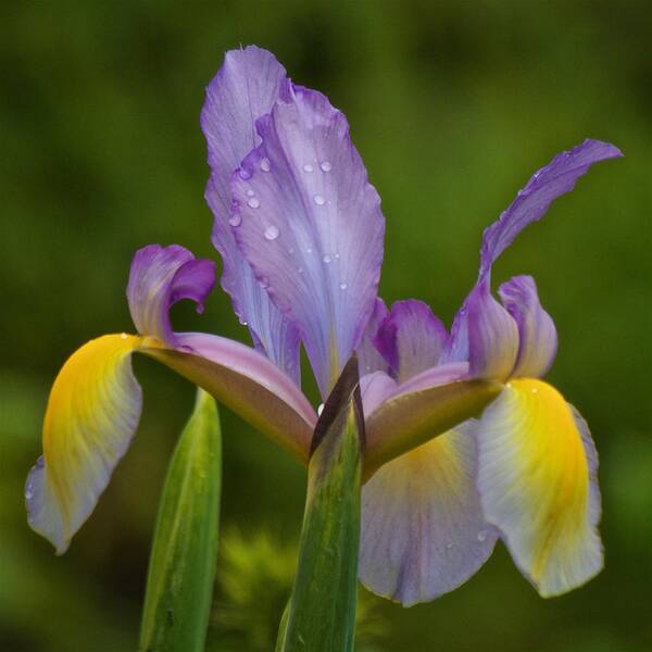 Iris Art Print featuring the photograph A Touch of Yellow by Richard Cummings