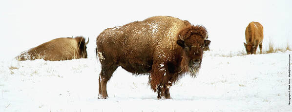 Longmont Art Print featuring the photograph Buffalo in Winter by Mark Ivins