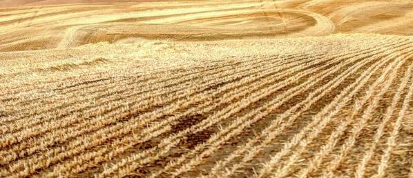 Farm Art Print featuring the photograph Field Lines 1541 by Jerry Sodorff