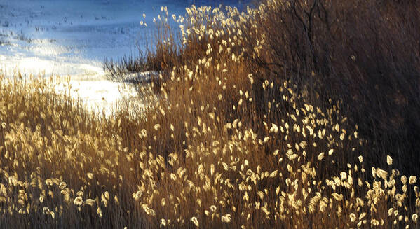 Winter Art Print featuring the photograph Winter Colors 13192 2 by Jerry Sodorff