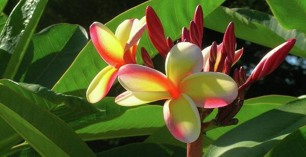 Candy Stripe Plumeria Art Print featuring the photograph First Bloom by James Temple