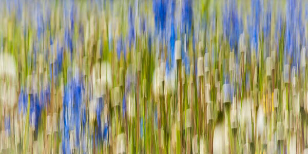 Kamloops Photographer Art Print featuring the photograph Larkspur and Dandelion Abstract by Linda McRae