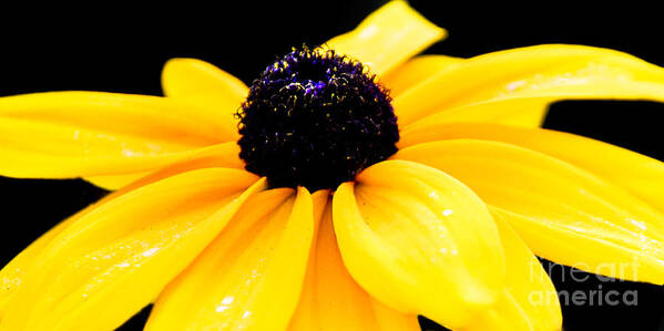 Floral Art Print featuring the photograph Yellow Not Mellow by Susan Parish