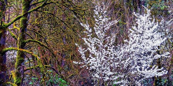 Willamette Art Print featuring the photograph Blooming Tree by Jerry Sodorff