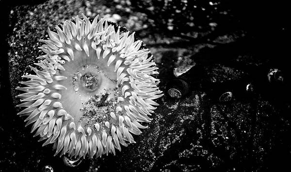 Anemone Art Print featuring the photograph Pacific Ocean Sea Anemone by Mike Fusaro