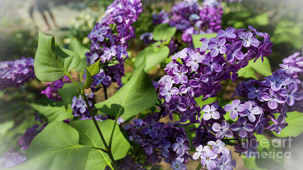 National Arboretum Art Print featuring the photograph Lilac by Agnes Caruso