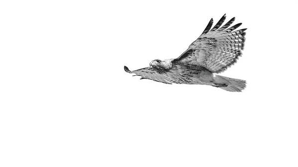 Bird Of Prey Art Print featuring the photograph Northern Harrier hawk in mid flight. by Mike Fusaro