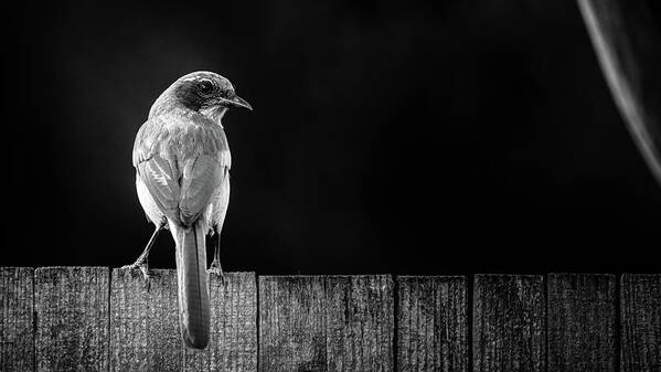 Perching Art Print featuring the photograph Scrub jay by Mike Fusaro
