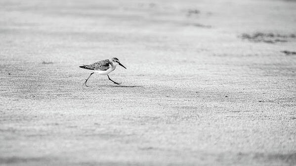 Animal Art Print featuring the photograph Walking Sandpiper by Mike Fusaro