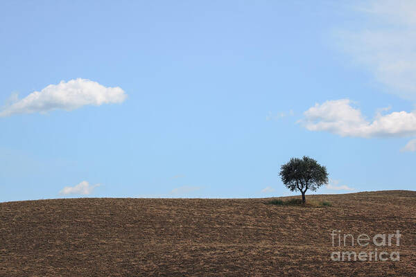 One Art Print featuring the photograph Solitary tree #1 by Matteo Colombo