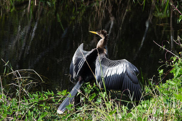 Everglades Art Print featuring the photograph Anhinga resting by Agnes Caruso