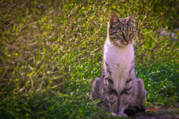 Black And White Art Print featuring the photograph Black And White Cat In The Bush by Vlad Baciu