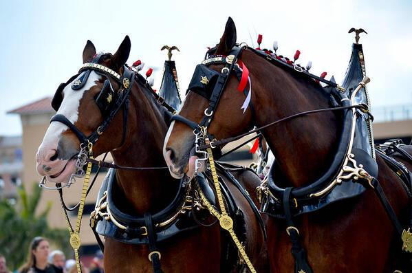 Clydesdales Art Print featuring the photograph Clydesdales 2 by Amanda Vouglas