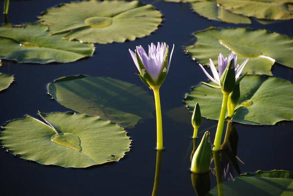 Australian Art Print featuring the photograph Lotus-Lily 2 by Ankya Klay