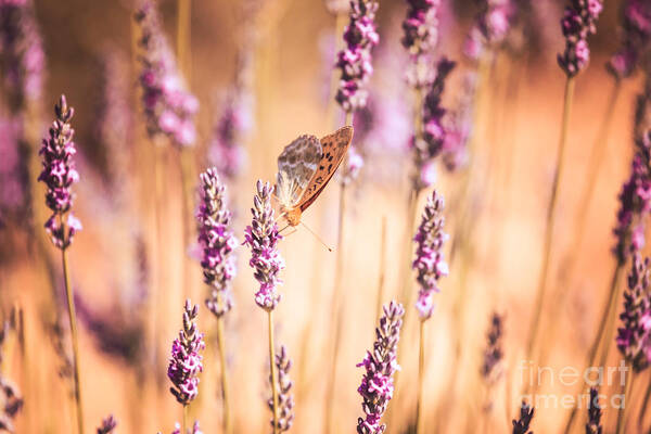 Butterfly Art Print featuring the photograph Orange butterfly II by Matteo Colombo
