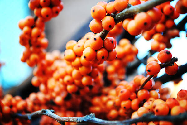 Orange Art Print featuring the photograph Oranges by Charlie Gaddy 