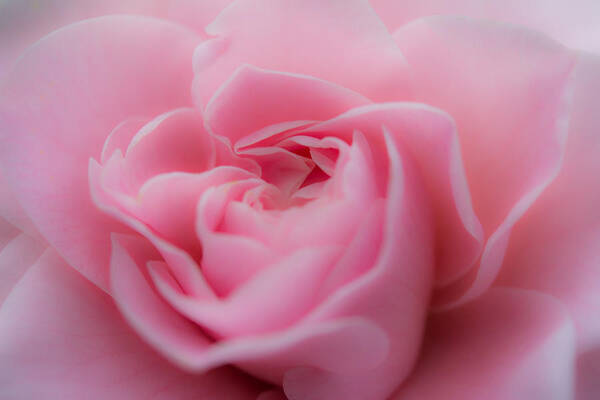 Rose Art Print featuring the photograph Pink Beauty by Agnes Caruso
