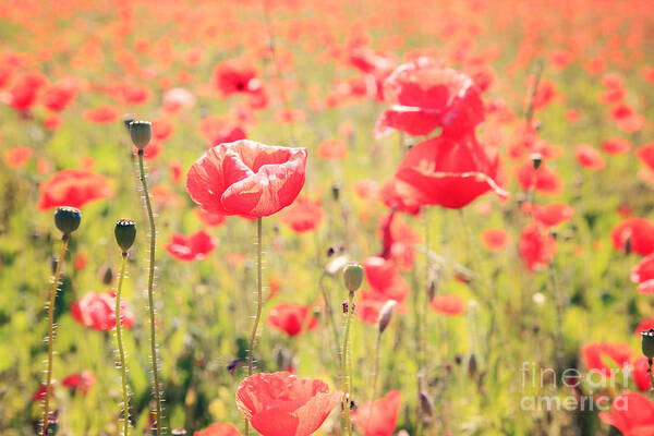 Vintage Art Print featuring the photograph Poppies in Tuscany - Italy by Matteo Colombo