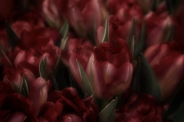 Tulips Art Print featuring the photograph Tulips Romantic by Richard Cummings