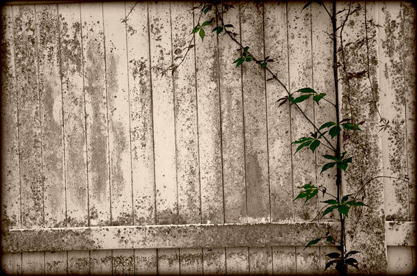 Fence Art Print featuring the photograph Vine and Fence by Amanda Vouglas