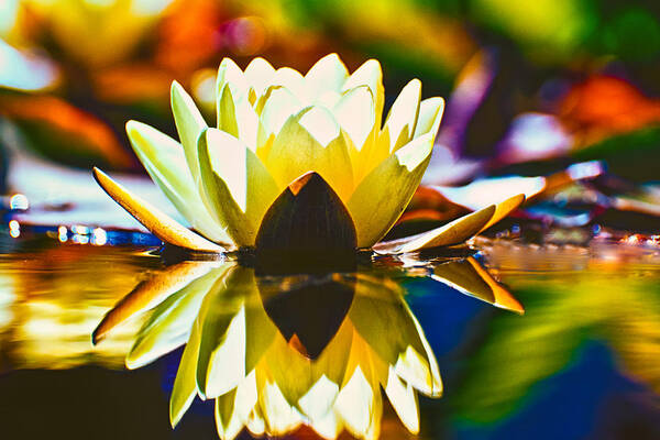 Water Art Print featuring the photograph Water Lily by Thomas Hall