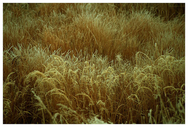 Grass Art Print featuring the photograph Early Fall Frost by Mark Ivins