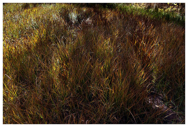 Grasslands Art Print featuring the photograph Grassland in Late Afternoon by Mark Ivins
