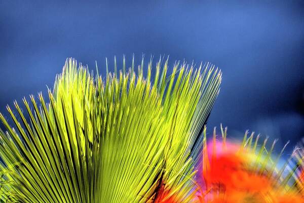 Nature Art Print featuring the photograph Palm and Flower 32733 #2 by Jerry Sodorff