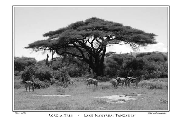 Acacia Tree Art Print featuring the photograph Acacia Tree Tanzania by Herman Hagen