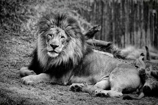 Lion Art Print featuring the photograph Gorgeous Male Lion San Diego CA by Lawrence Knutsson