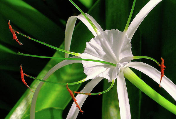 Crinum Asiaticum Art Print featuring the photograph A Delicate Flower by James Temple